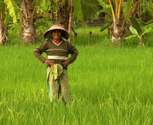 In The Rice Fields of Lombok